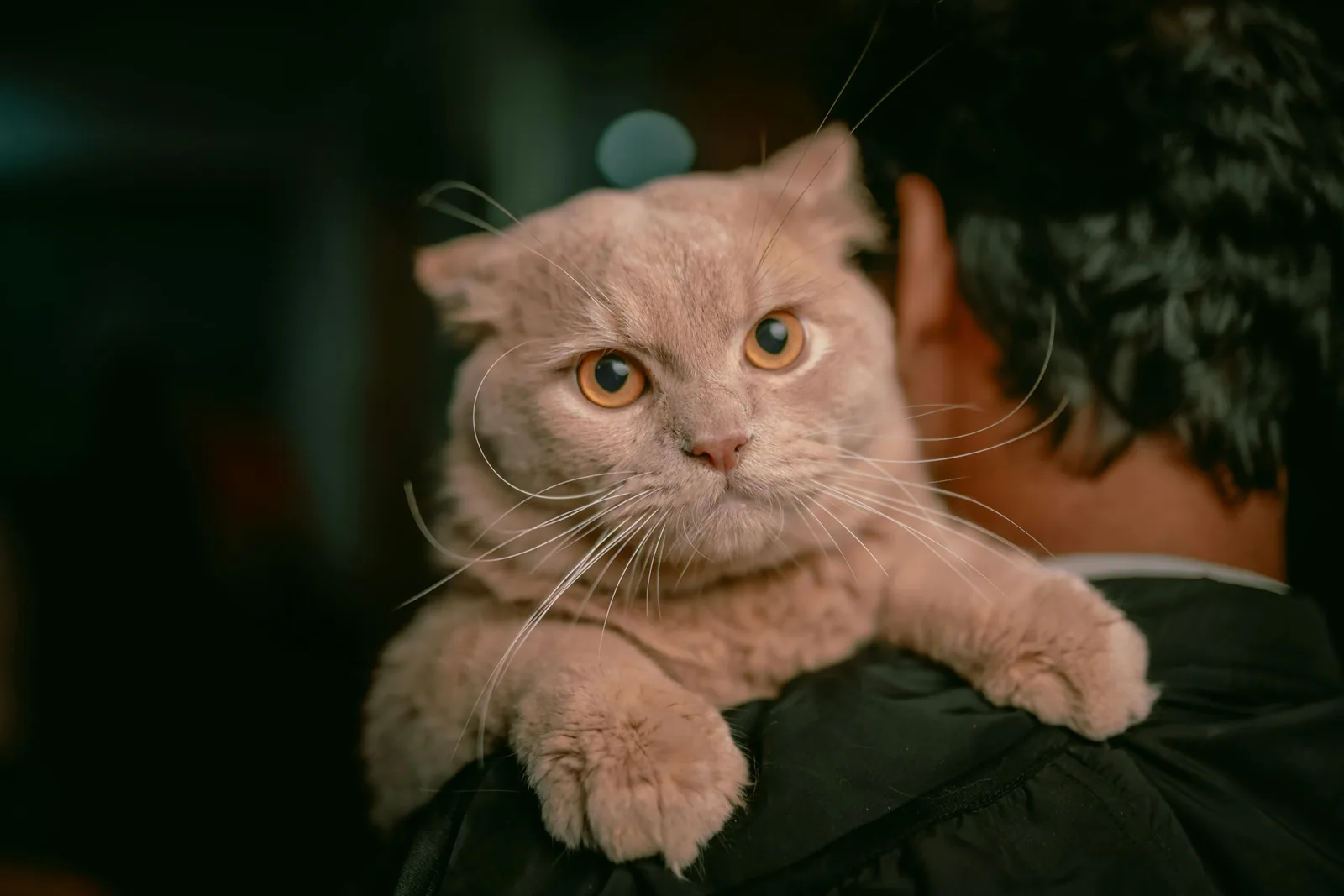 A cat representing the cat breed library